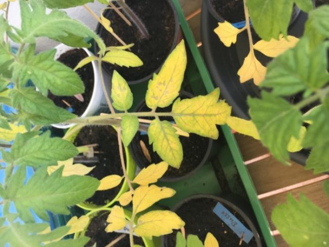 Желтеющие листья томатов с симптомами недостатка азота