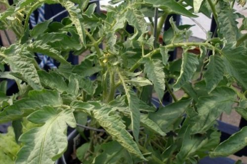 Верхушка куста томата с симптомами кальциевого голодания