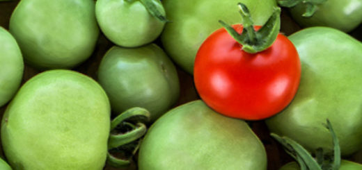Специально положенный красный помидор к зелёным для дозревания