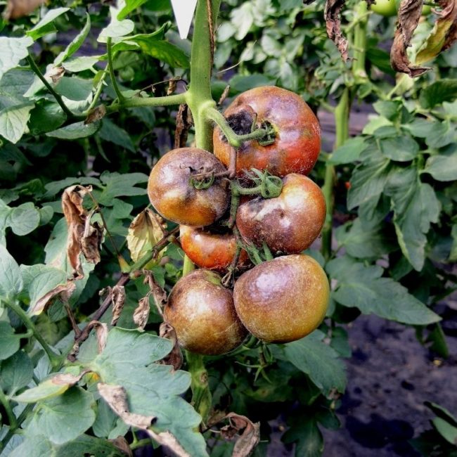 Гнилые плоды на больном кусту томата в открытом грунте