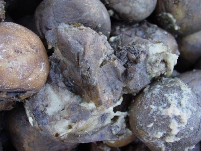 Гниение корнеплодов картофеля при поражении растения черной ножкой