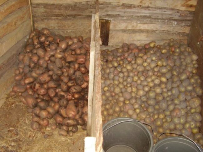 Зимнее хранение картошки навалом в деревянных отсеках погреба