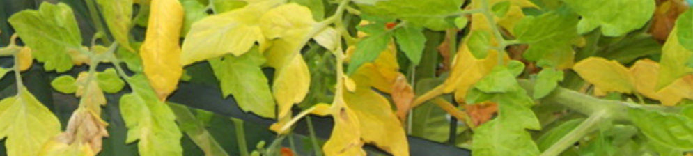 Желтеют листья томата и на заднем фоне спелый плод