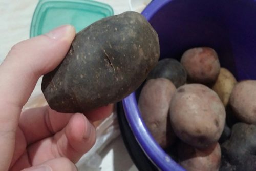 Внешний вид скороспелого картофеля сорта Негритянка