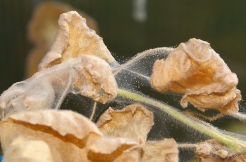 Паутина на засохших листьях помидоры при поражении растения клещом