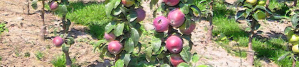 Плоды на стволе колоновидной яблони зреют