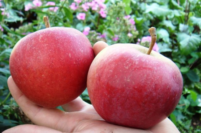 Два больших спелых яблока сорта Краса Свердловска на ладони садовода