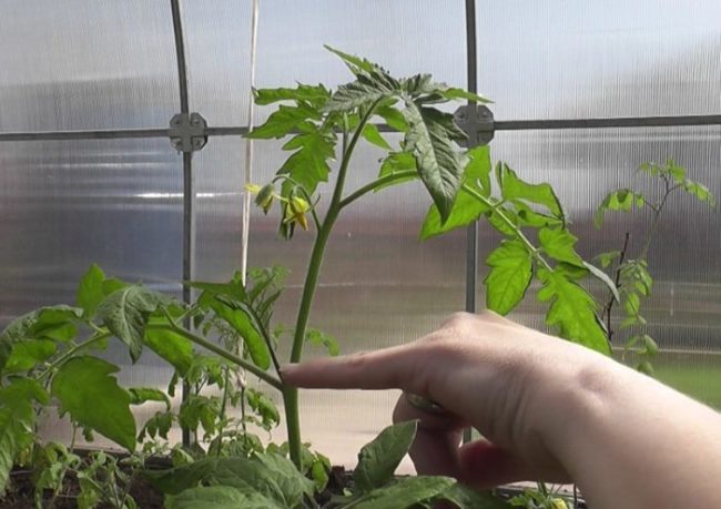 Огородник показывает пасынок на стебле помидоры в теплице из поликарбоната