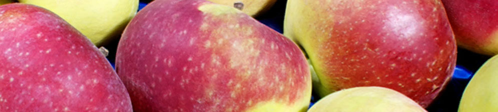 Сорт яблок Лобо спелые плоды собранные