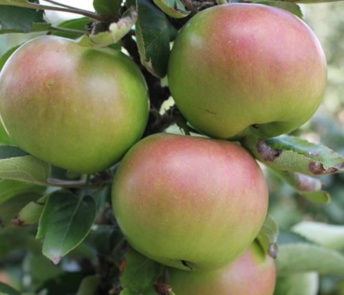 Спелые плоды гибридного сорта яблони Московское Ожерелье колоновидного типа