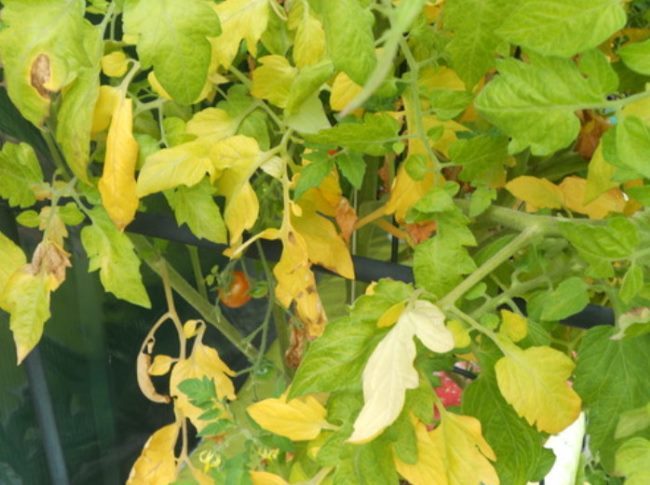 Ветки томата с пожелтевшими листьями от нехватки азота