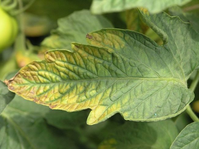 Лист томата с признаками нехватки калия в рационе питания растения