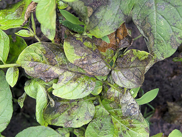 Признаки недостатка фосфора на листьях картофеля