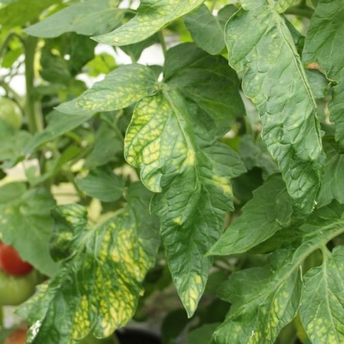 Признаки недостатка магния на листьях помидоры
