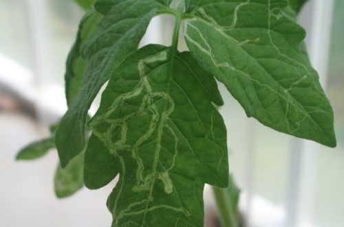 Зеленый лист томата с белыми дорожками, оставленными листовой нематодой