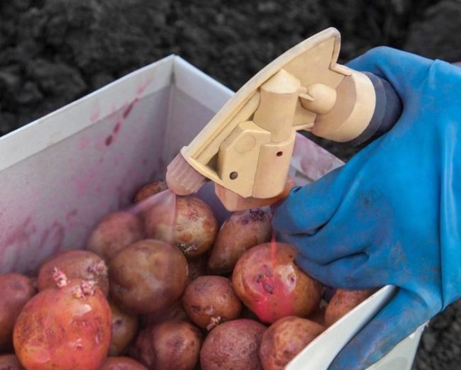 Предпосадочные обработка клубней картофеля марганцовкой от гнили