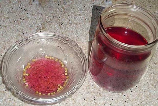 Обеззараживание семян помидоры в розовом растворе марганцовки