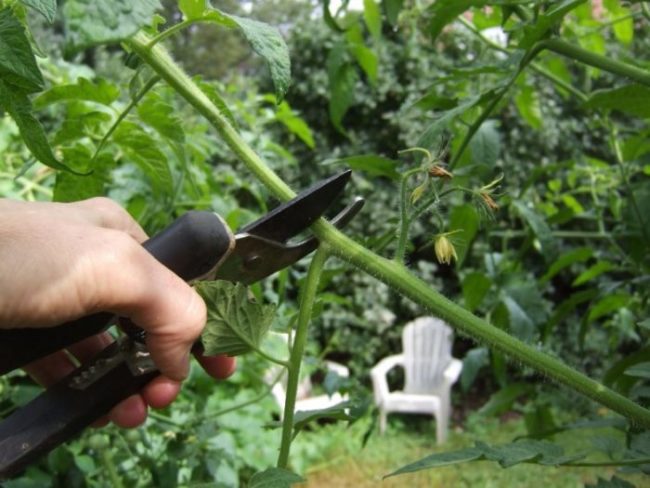 Обрезка зеленого стебля помидоры садовым секатором