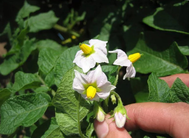 Обрывание желто-белых цветков молодой картошки