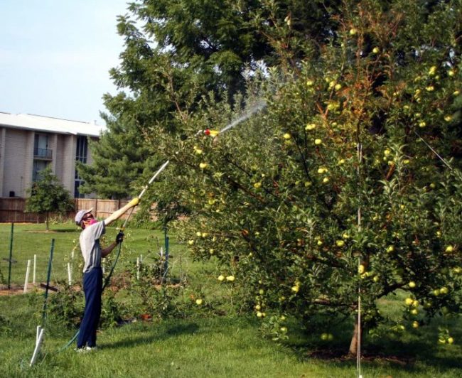 Обработка яблони раствором инсектицида от паутинного клеща