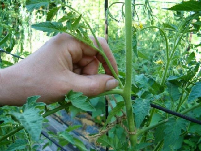 Удаление пасынка томата с помощью обламывания пальцами рук