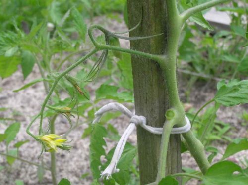 Фото подвязки ветки помидоры бечевкой к деревянному колышку