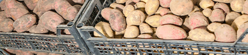 Хранение картошки в погребе подвала гаража