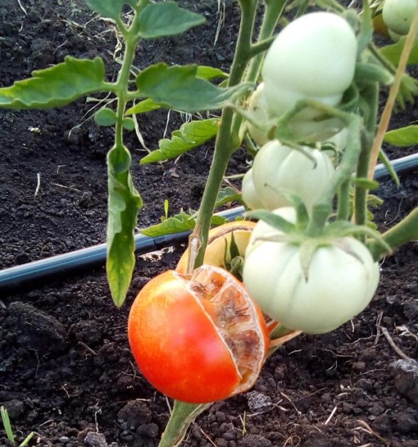 pomidor s treshchinoj