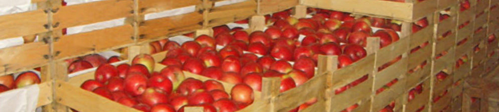 Хранение спелых помидоров в ящике в погребе