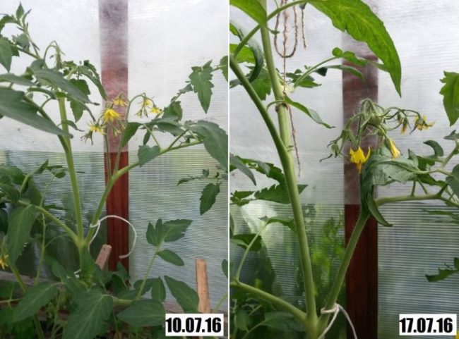 Фото цветочных кистей помидоры до и после обработки стимулятором завязи