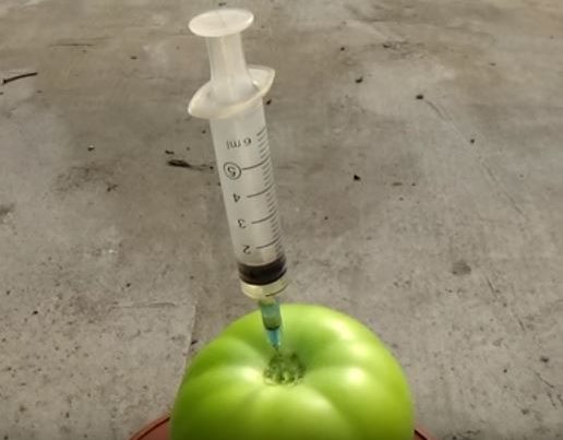 Шприцевание плода томата спиртовым раствором в домашних условиях