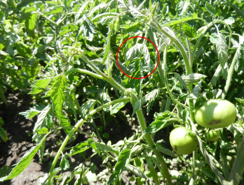 Белая мошка на помидорах: как бороться в теплице