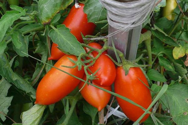 Спелые плоды томата сорта Дамские пальчики без трещин на кожице