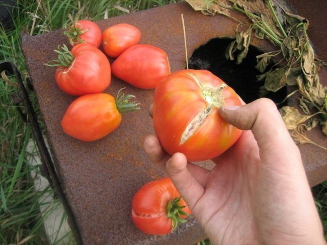 Огородник показывает треснутые помидоры из своей теплицы
