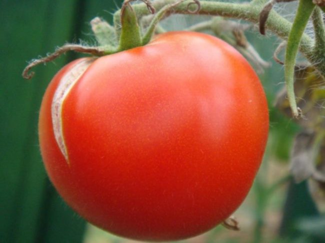Крупный плод томата красного цвета с небольшой продольной трещиной