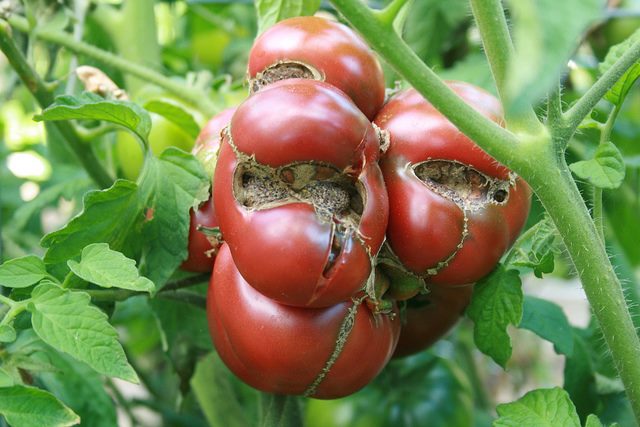 Уродливые плоды томатов, сильно подверженных растрескиванию в открытом грунте
