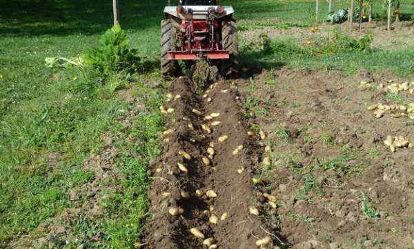Ряд картошки, выкопанный с помощью мотоблока на пневматических колесах