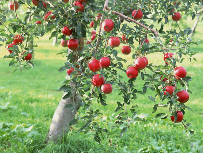 Красные яблоки на взрослом деревце в частном плодовом саду