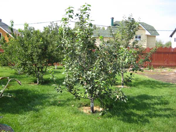Молодые яблони на территории загородного участка