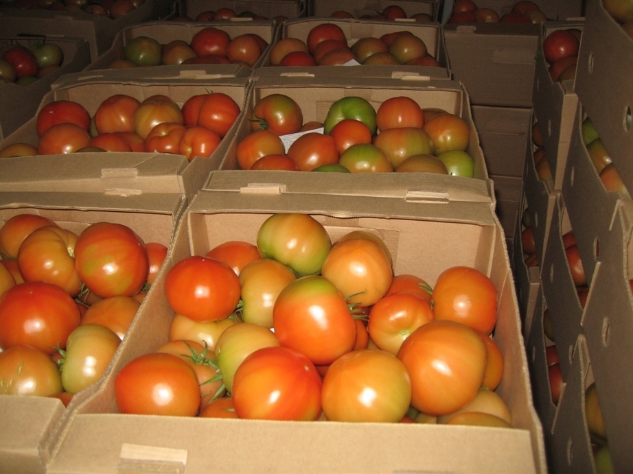 Как правильно хранить зелёные помидоры чтобы они покраснели