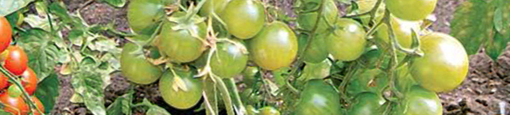 Зелёные помидоры Черри на кусту томатов