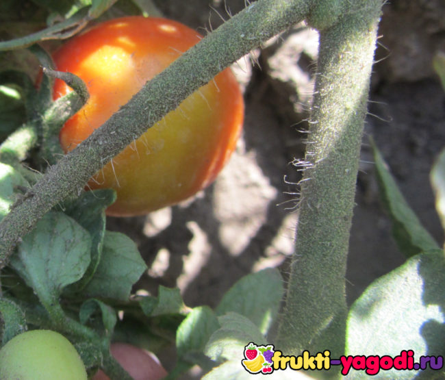 Зеленоватый помидор на куcnt томата дозревающий