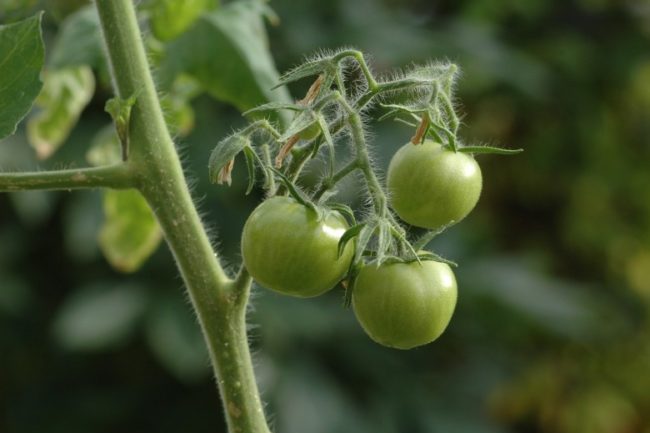 Три зеленых плода томата на ветке в условиях теплицы