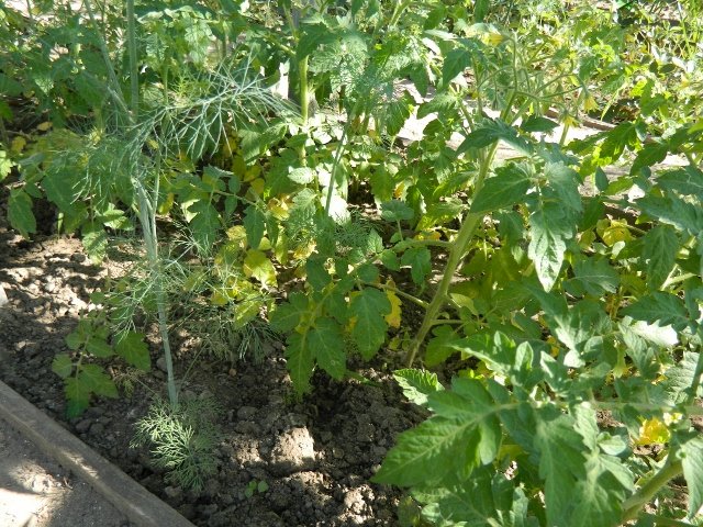 Кусты томатов с засыхающими нижними листьями желтого цвета
