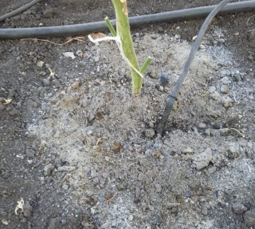 Мокрая зола на поверхности почвы вокруг стебля помидоры в открытом грунте