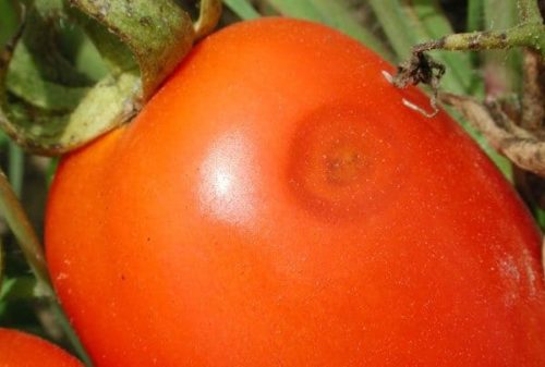 Небольшое вдавленное пятно на кожице спелого томата