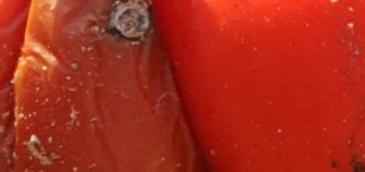 Больные спелые плоды помидора вблизи