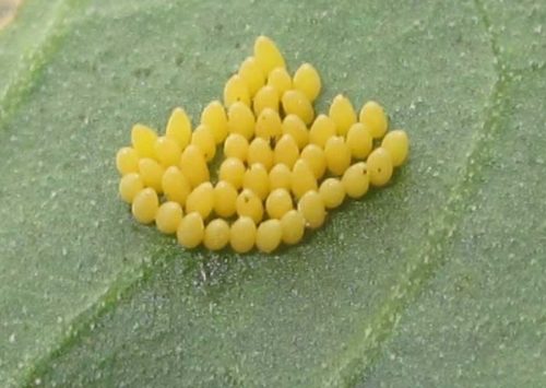 Кладка желтых яиц самки картофельной коровки