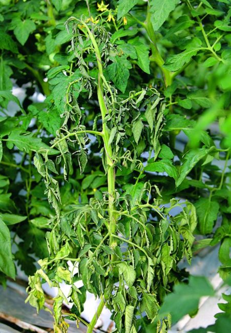 Куст томата с увядшими листьями от фузариоза