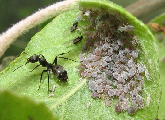 Свернутый листик яблони с черным муравьем и колонией серой тли